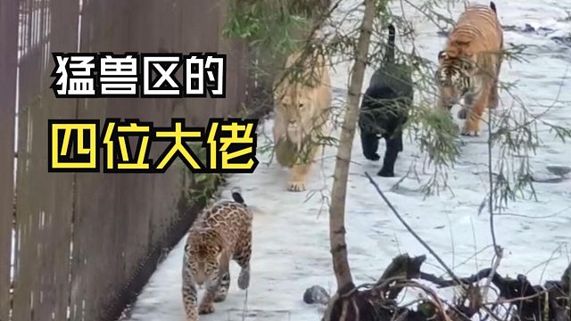 那些好玩的动物视频！