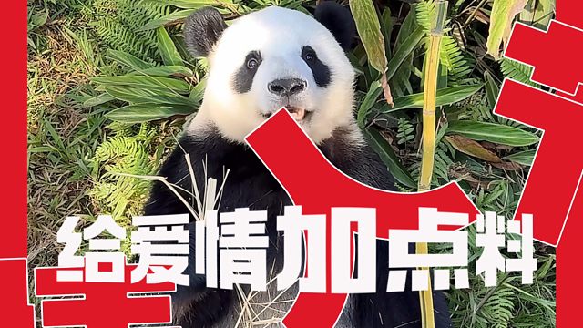 二位岛主说：爱要趁现在表白