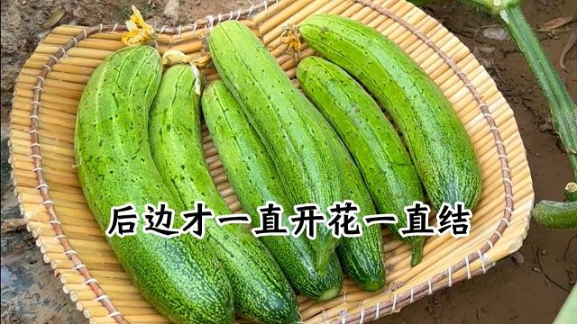 不用搭架的懒人爬地黄瓜，你也种吧。