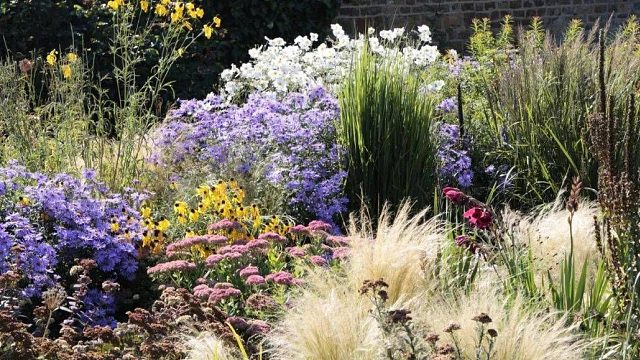 清园了，花园植物大甩卖......