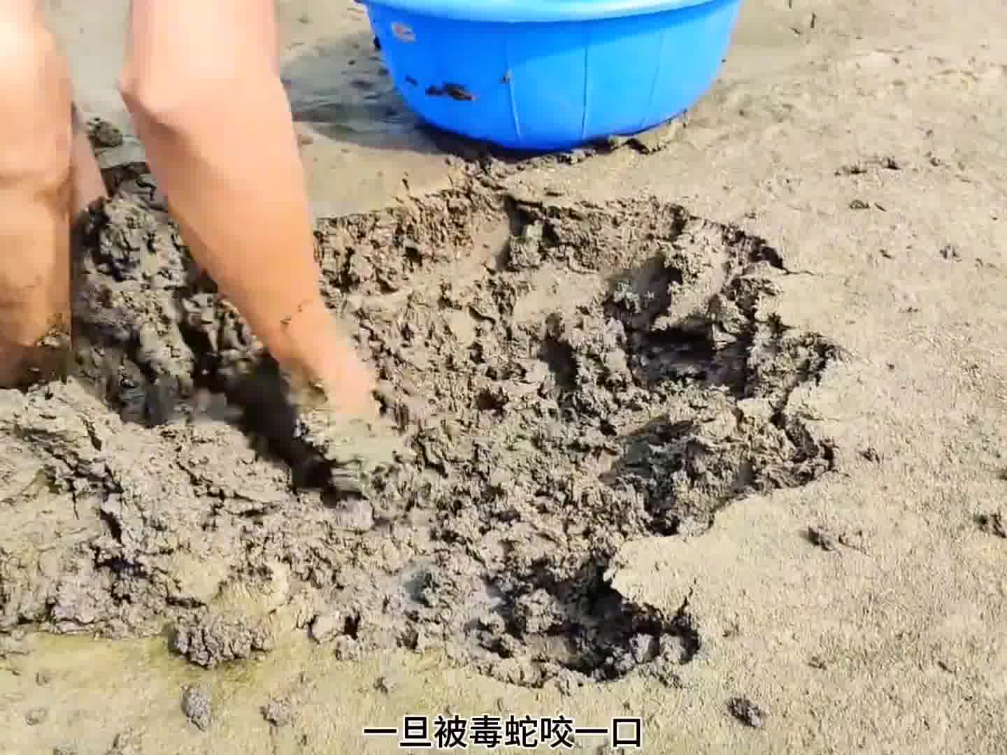 挖黄鳝非常刺激