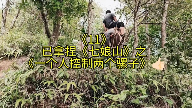 已拿捏《七娘山11》之《一个人控制两个骡子》大哥控制骑上山了