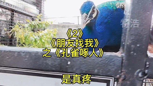 《朋友找我2》之《孔雀啄人》第一次近距离接触孔雀，还挺凶的