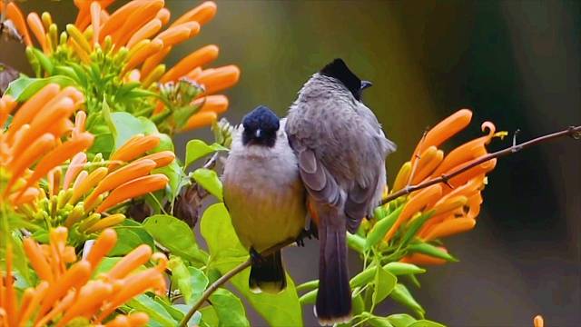 第一次来虎牙（因倪而来）