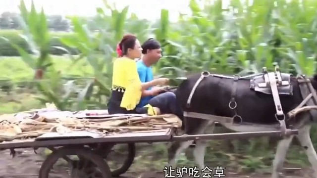 《让驴吃会草》