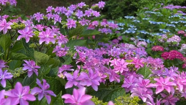 春天来了，我要在那山坡之上种满绣球