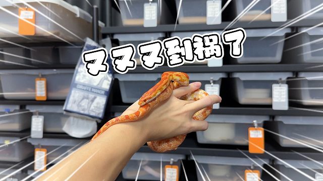 又又又到货了！这次到货的三只辣条一条比一条肥