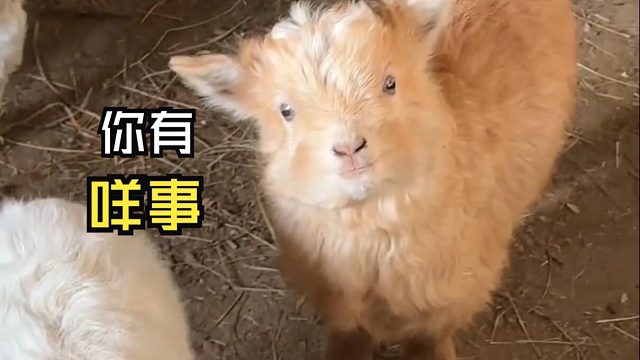 那些让人心情愉悦的动物视频！