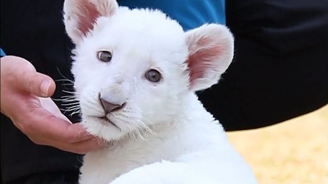 小朋友，你喜欢什么颜色的麻袋呀~