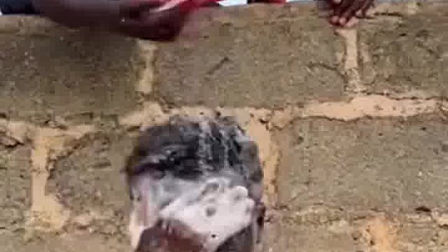 老外新奇恶搞，笑到笑出猪叫声