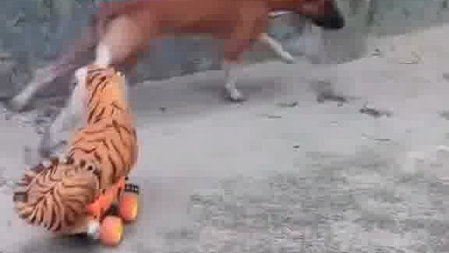 看老外玩出啥疯狂新奇玩法大戏