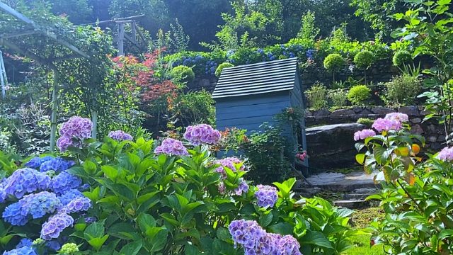 花园植物大甩卖，花友要的大绣球发货了