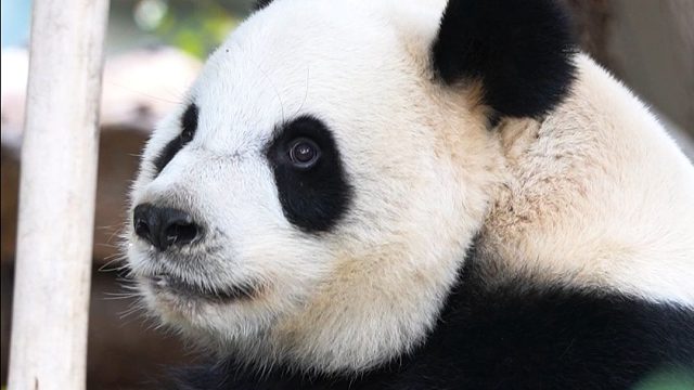 呀！我们的宝宝也是位小美熊噢~