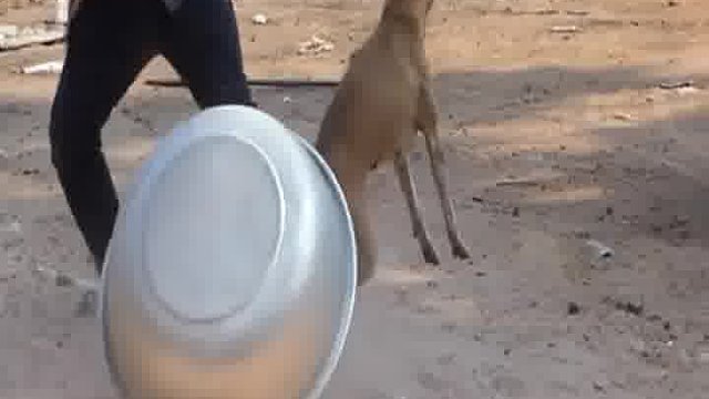 笑岔气！老外新奇玩法登场