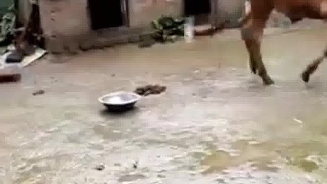 歪果仁，恶搞让人笑到怀疑智商