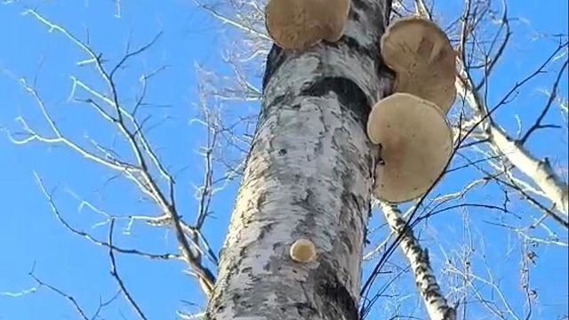 不去野营改去采野生药材，白灵芝