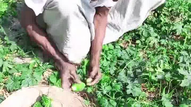 笑不活了哇！老外玩法