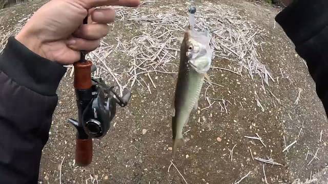 路亚钓到了巨型马口