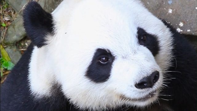 星语：跟ee打招呼，就要大大方方滴~