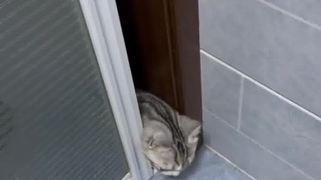 猫咪都有第七感？超级厉害