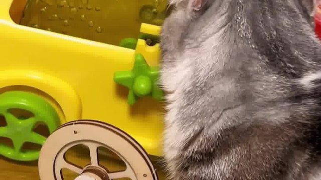 跑轮发电 发电松鼠给手机充电