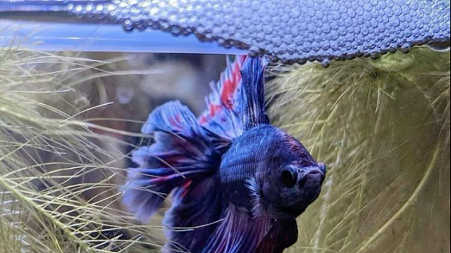 斗鱼：会打架，还会给孩子吹气球的超级奶爸。