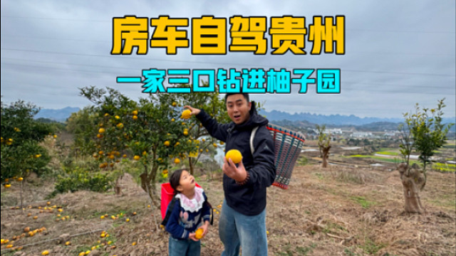 房车自驾游贵州，一家三口钻进柚子园，边吃边摘实现柚子自由