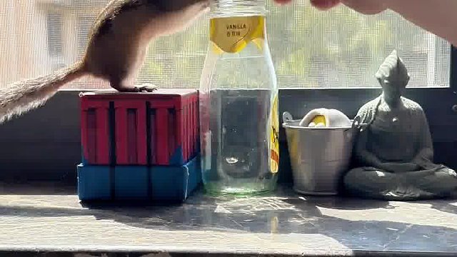 软萌可爱的小松鼠身子好长啊