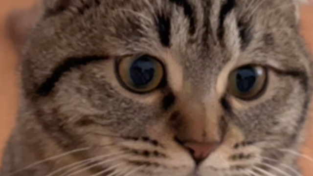 可爱的小奶饭一口一个