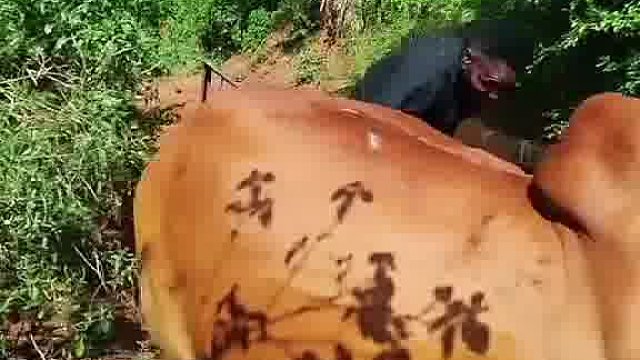 别拦我，老外玩出大动静啦