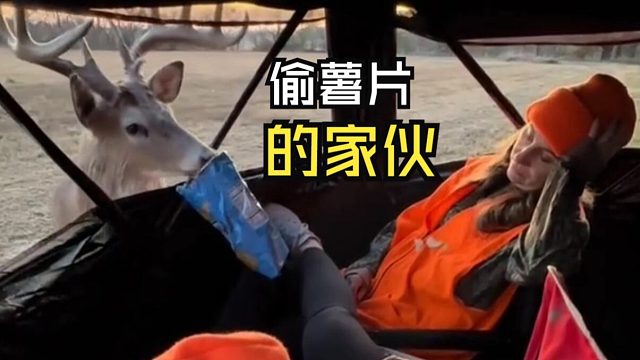 那些欢乐的动物视频！