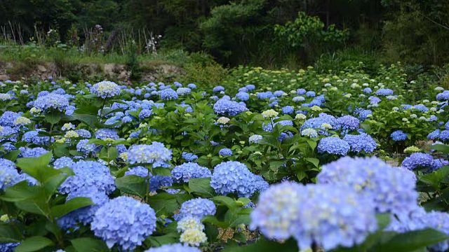 花友心心念念的无尽夏裸根绣球大苗又来了，发完这一批，无尽夏就没有了