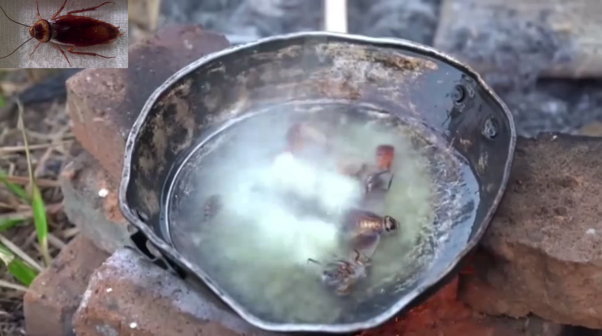 蟑螂也是很美味的