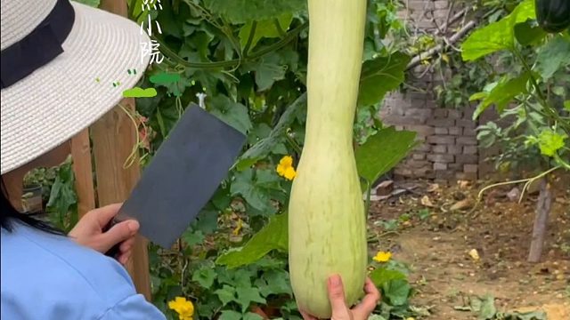 边吃边砍的奶油砍瓜，你也种吧。