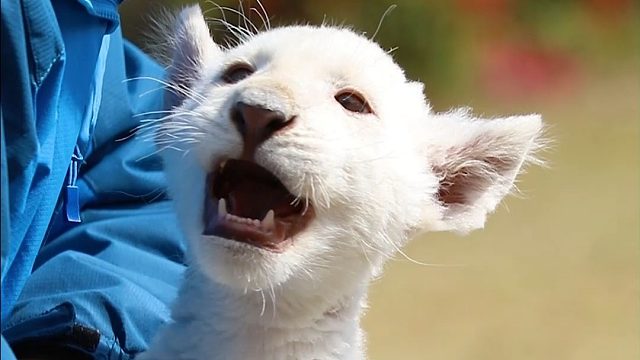 奶爸，你好香啊~我尝尝