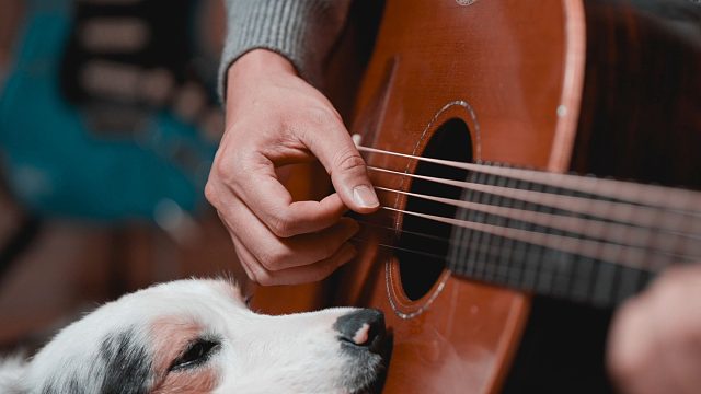 治愈系《蒲公英的约定》