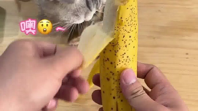 小松鼠吃香蕉！抱着啃啃啃