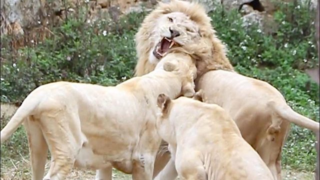 “我不是怂，我只是从心”