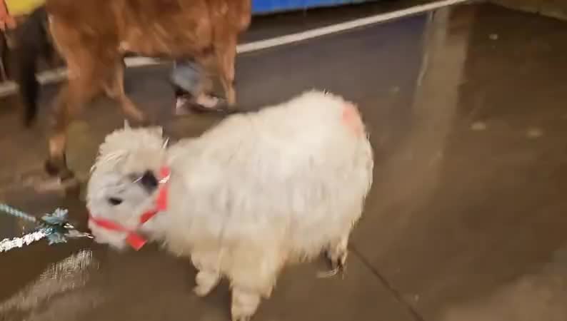 这买过来的牛和羊都很倔阿，拉都拉不动！