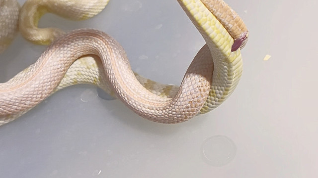 【珍妮捅了鼠窝】视频加载中，速速查收惊喜！