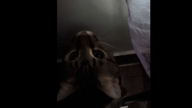 逗 逗 家 里 的 大 号 老 鼠