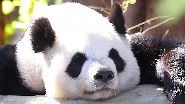 一样的乖巧，不一样的憨