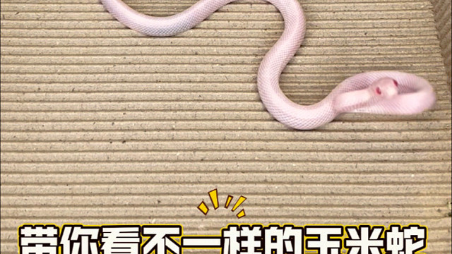 【珍妮捅了鼠窝】新作上线，快来看看！