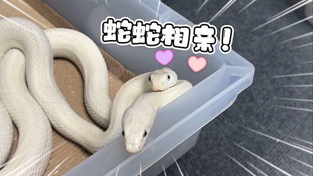 欢迎来到蛇蛇的相亲频道~