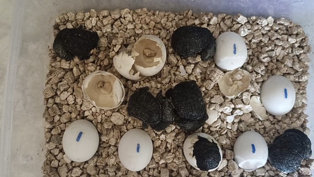 蛇颈龟苗都出壳了