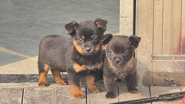 我在张楼的半个月 嘻