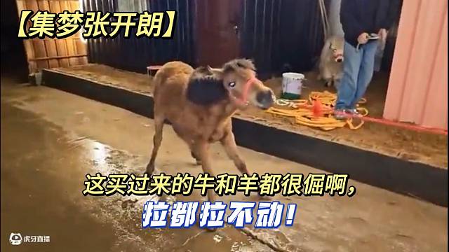 【集梦张开朗】这买过来的牛和羊都很倔啊，拉都拉不动！