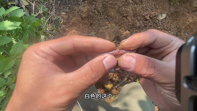 天天出发去钓鱼