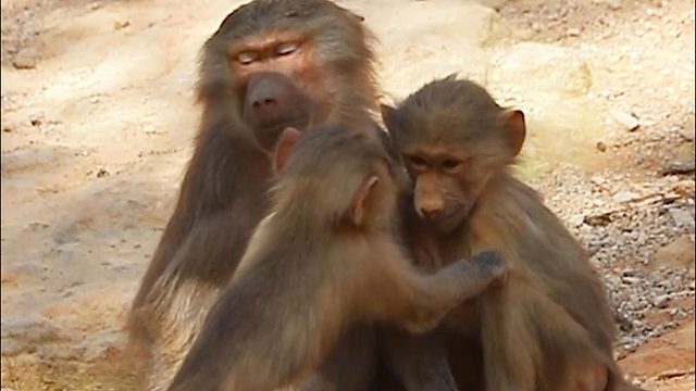 猴哥：有一个霸王花妹妹是什么体验