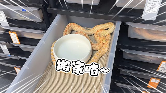 好消息：蛇蛇又长大了！坏消息：又要给他们搬家了